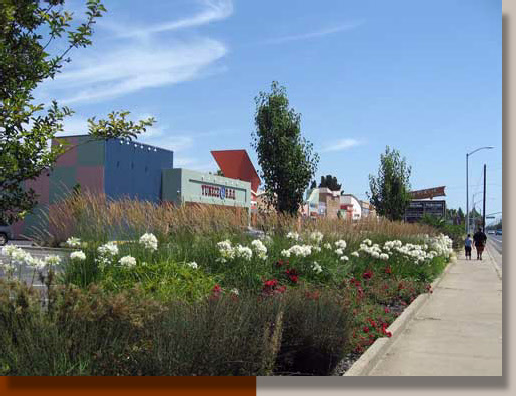 Gray Rush, Agapanthus and Roses in Rancho Cordova