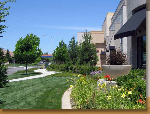 Turf Grass at Laguna Pointe Center in Elk Grove