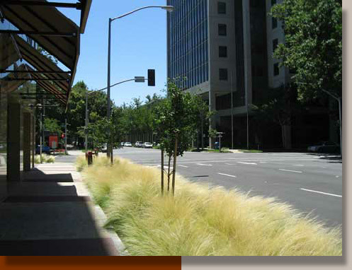 Sacramento Landscaping with Ornamental Grasses