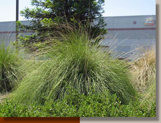 Deer Grass at Tinker Rd. Warehouse in Placer County