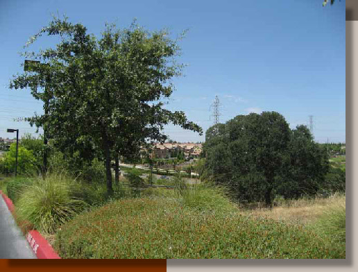 Native Landscaping at the Kaiser Office in Folsom