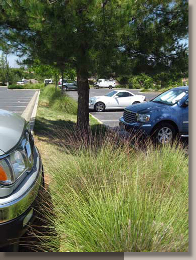 Deergrass and Mondell Pines in Folsom, California