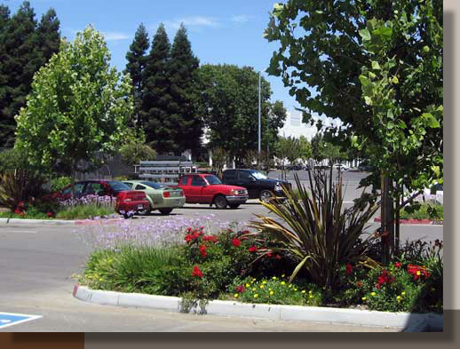 Sacramento Commercial Landscape Architecture