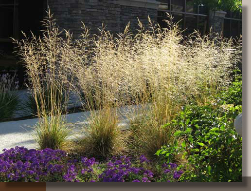 Deschampsia at Granite Bay Pavilions in Roseville