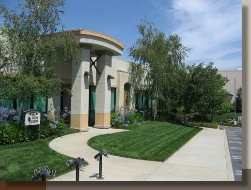 Betula pendula Planted in Roseville, CA