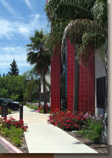 Palm Trees in Sacramento, California