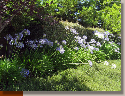 Agapanthus orientalis in Roseville, CA