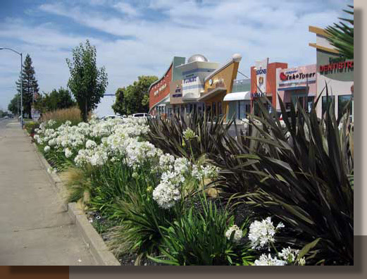 Phormium and Agapanthus in Rancho Cordova