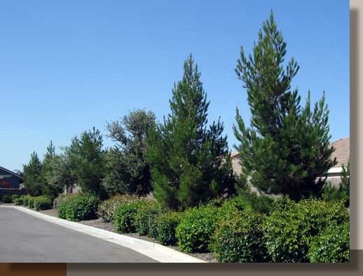 Landscape Screening of a Church Parking Lot in Elk Grove