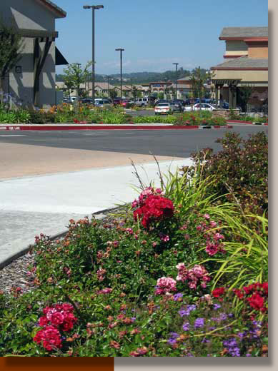 Flower Carpet Roses in Folsom, California