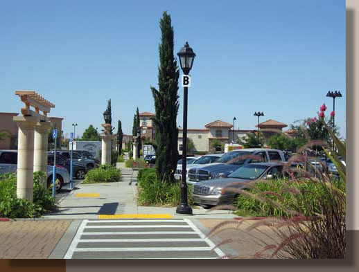 Cupressus sempervirens in Lincoln, California