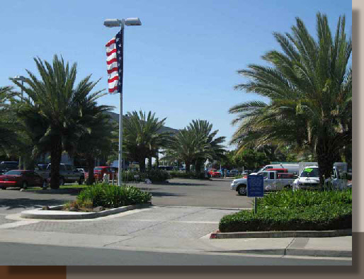 Palm Trees at Maita Chevrolet in Elk Grove, California