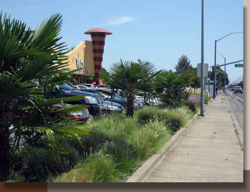 Nassella tenuissima and Trachycarpus in Rancho Cordova, CA