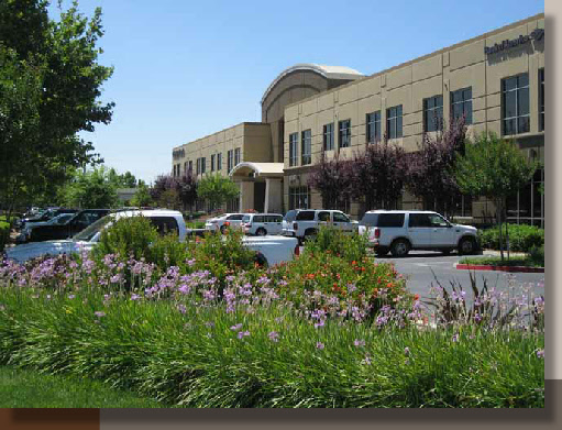 Society Garlic at Laguna Gateway Offices in Elk Grove, CA