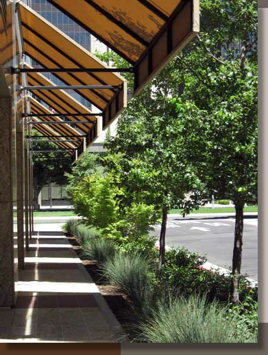 Sacramento Alleyway Screen Planting