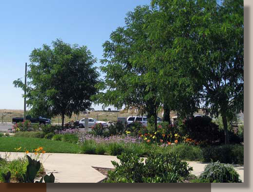 Robinia ambigua 'Purple Robe' in Lincoln, California