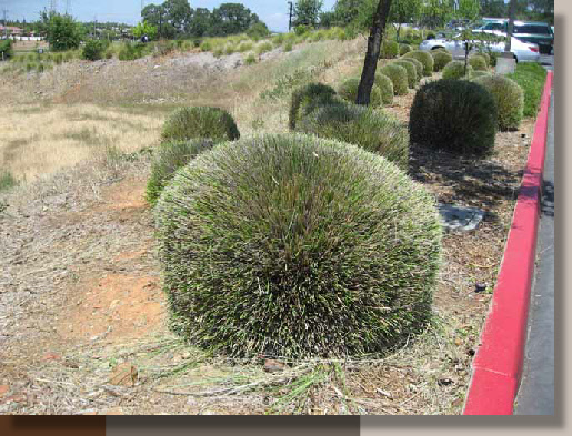 Deer Grass Inappropriately Pruned in July