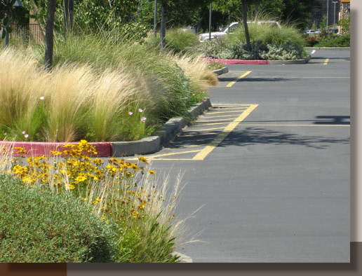 Feather Grass at Folsom Gateway Center