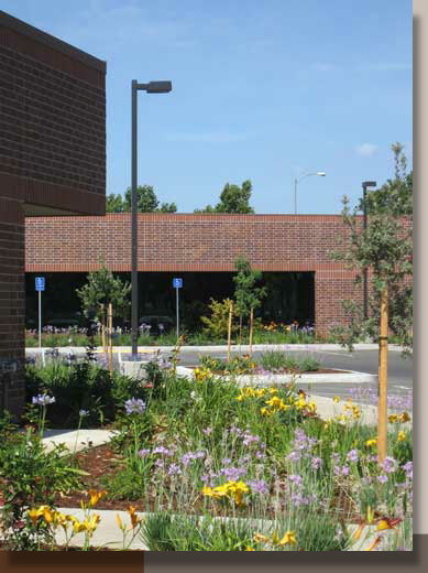 Summer Perennials in Bloom in Davis, California