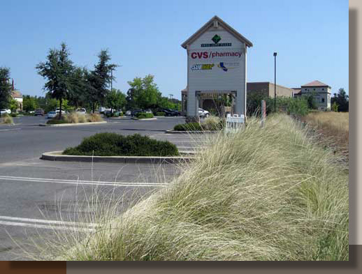 Native Landscaping in California's Gold Country