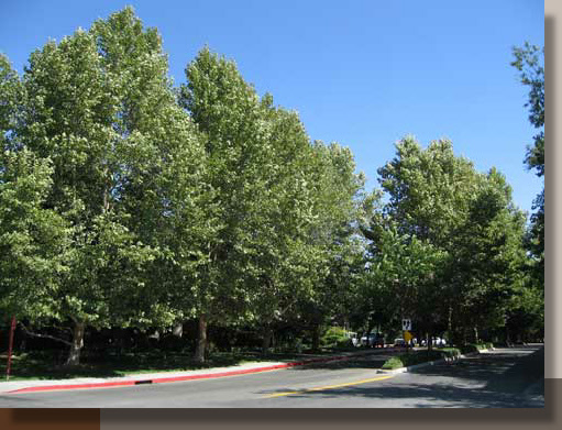 Vista Park Planting Design, Sacramento, California