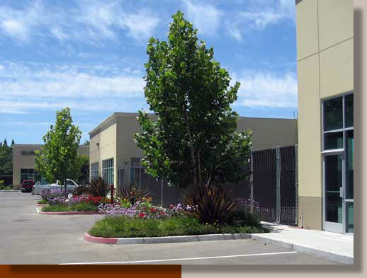 Intensive Planting at a Sacramento Warehouse