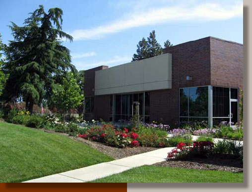 Roses and Society Garlic at a Davis, California Office