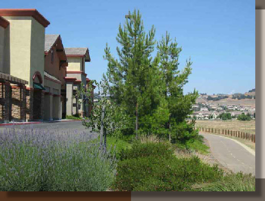 Planting Design in Folsom, California