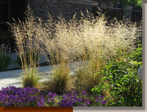 Tufted Hair Grass in Roseville