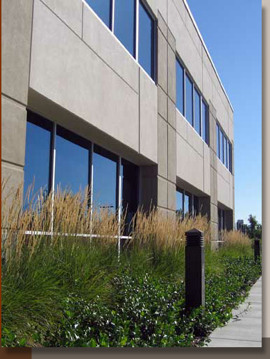 Feather Reed Grass in Rancho Cordova, California