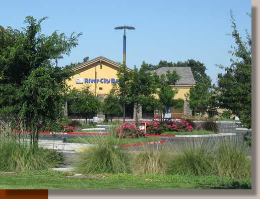 Muhlenbergia rigens in Stockton, California