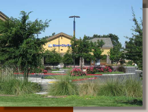 Muhlenbergia rigens at a Stockton Shopping Center