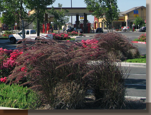 Fountain Grass at Morada Ranch in Stockton