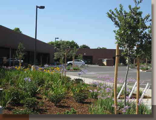 New Landscaping at Novozymes in Davis, California