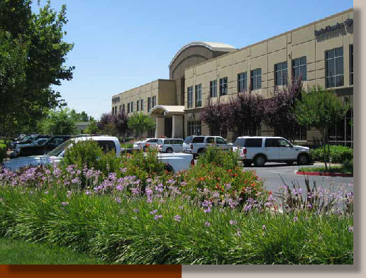 Tulbaghia violacea in Elk Grove, California