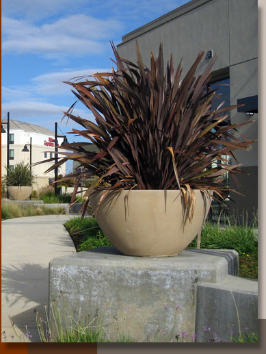 Phormium tenax in Elk Grove, California