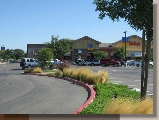 Nassella tenuissima in a Stockton Parking Lot